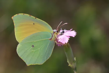 Balade – A la découverte des insectes