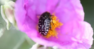 Fête de la nature  – Découverte des insectes pollinisateurs