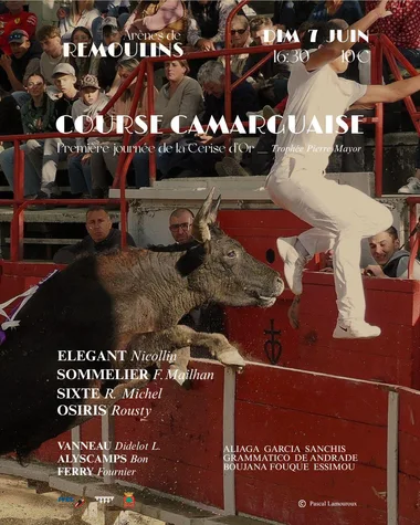 Course Camarguaise – 1ère journée de la Cerise d&rsquo;Or
