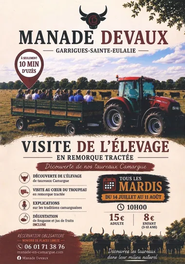 Visite de l&rsquo; élevage de taureaux de Camargue