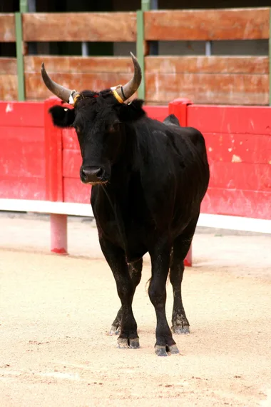 Course Camarguaise – Étalons