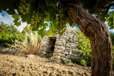 Balade commentée dans le vignoble et dégustation  – Les Collines du Bourdic