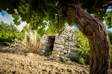 Balade commentée dans le vignoble et dégustation  – Les Collines du Bourdic