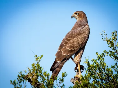 Balade – Les rapaces de nos garrigues