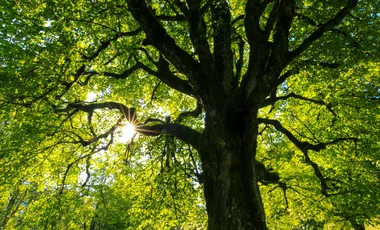 Atelier : À vos arbres, prêts ? Plantez !