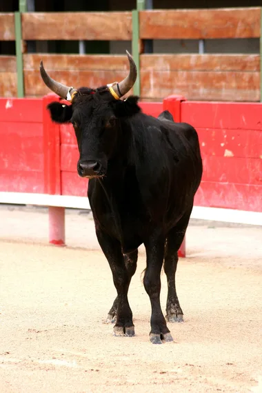 Course camarguaise – Ligue Occitanie