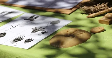 Atelier ludique et nature – Traces et empreintes des animaux