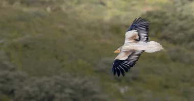 Balade – Rapaces et pastoralisme